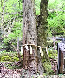 貴船神社　連理の杉