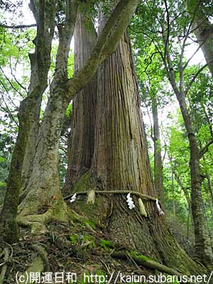 貴船神社　相生の杉