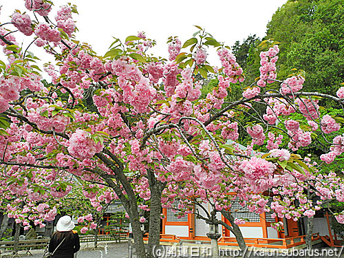 八重桜