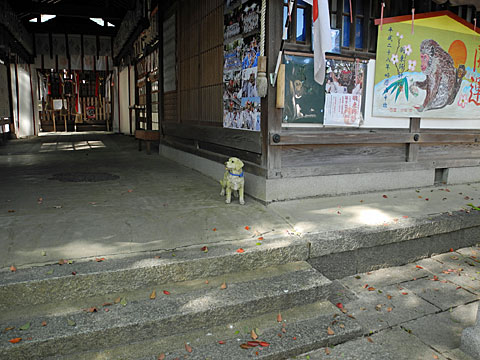 羽束師神社　拝殿の犬