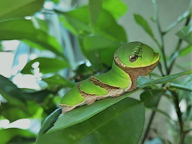 クロアゲハの幼虫