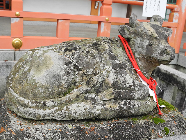 長岡天満宮牛