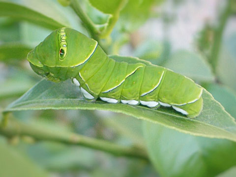 アゲハ蝶の幼虫の画像