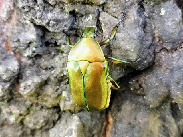 黄金のカナブン