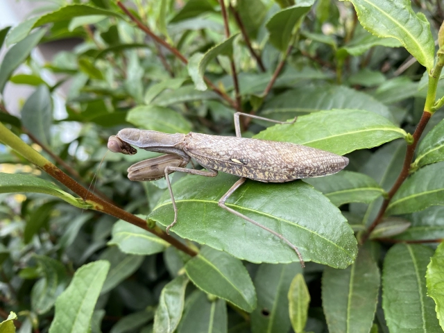 カマキリ茶色