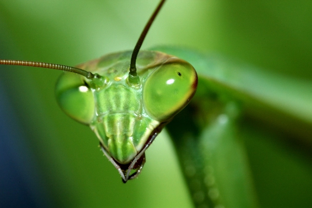 カマキリアップ