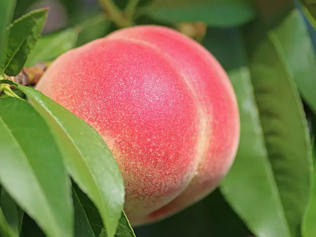 桃
